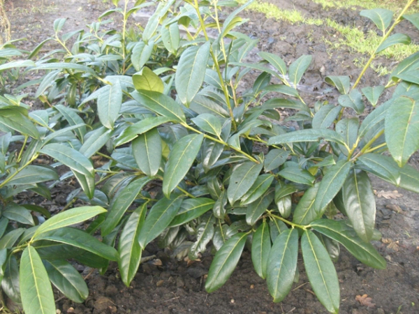Prunus laurocerasus Schipkaensis Macrophylla
